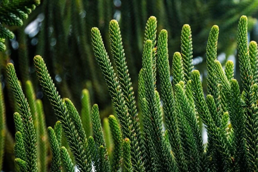 is norfolk island pine a monocot or dicot