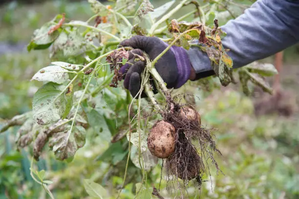 Enhancing Potato Crop Health: How Purpureocillium lilacinum Mitigates Cyst Nematode Infestations