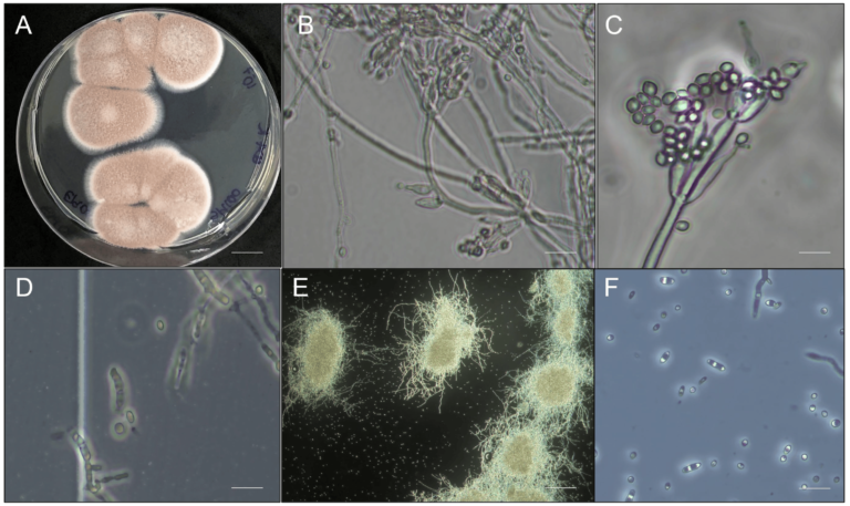 Purpureocillium lilacinum: Revolutionizing Organic Farming by Controlling Corn Cyst Nematode